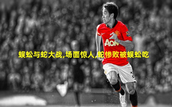蜈蚣与蛇大战,场面惊人,蛇惨败被蜈蚣吃