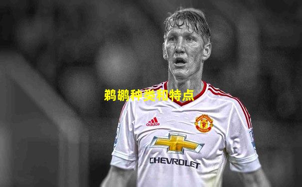 鹈鹕种类和特点